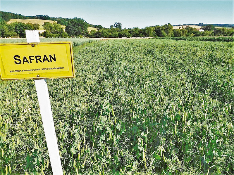 Leguminosen: Fläche steigt dank Förderprogrammen