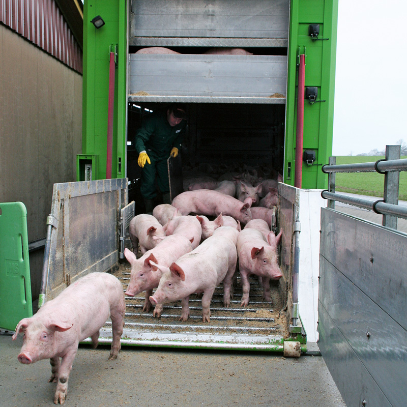 Schweinebestand vor Infektionen schützen