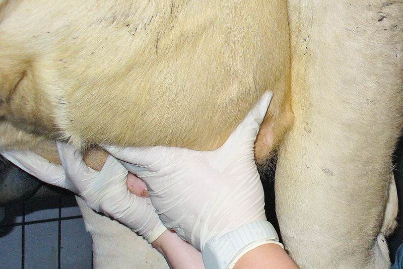 Mastitis-Heilungsrate von über 75 Prozent anstreben