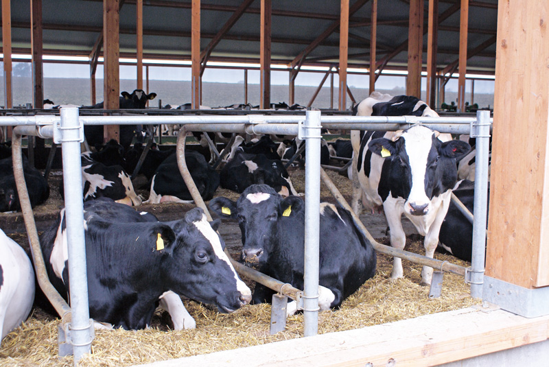 Liegedauer ist bei Kühen ein Tierwohlindikator