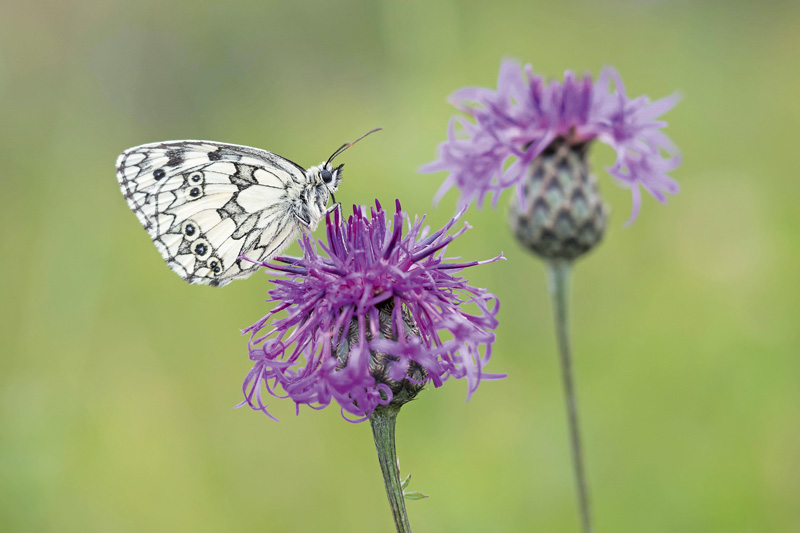 Schulze will Aktionsprogramm Insektenschutz 