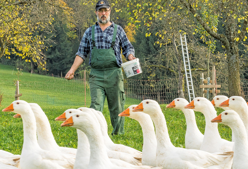 Start in die Saison für die Gänsemast beginnt