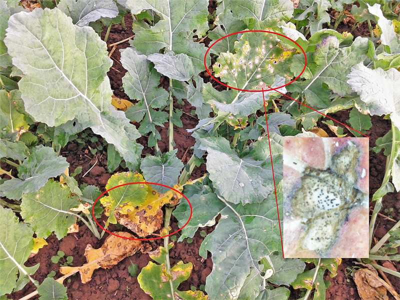 Phoma schwächt die Standfestigkeit