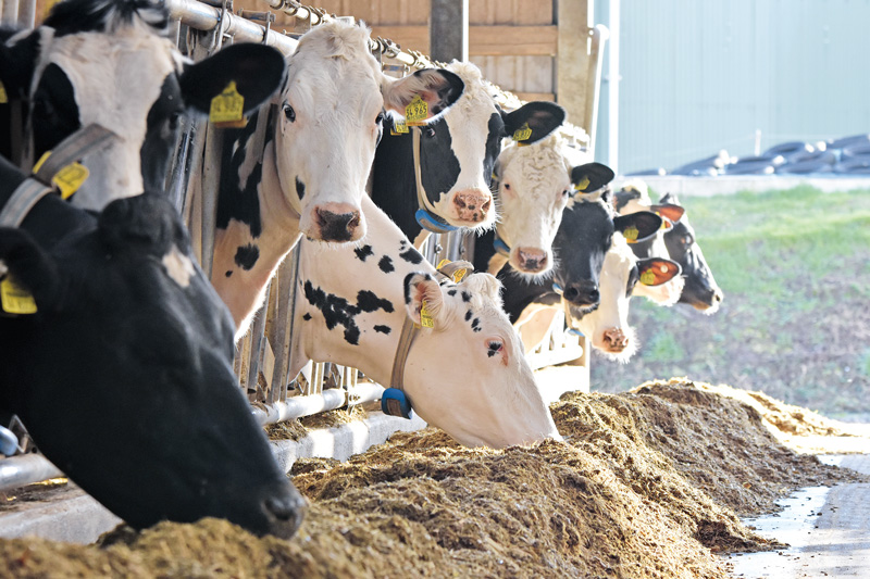 Jetzt gibt es Zuchtwerte zur Tiergesundheit