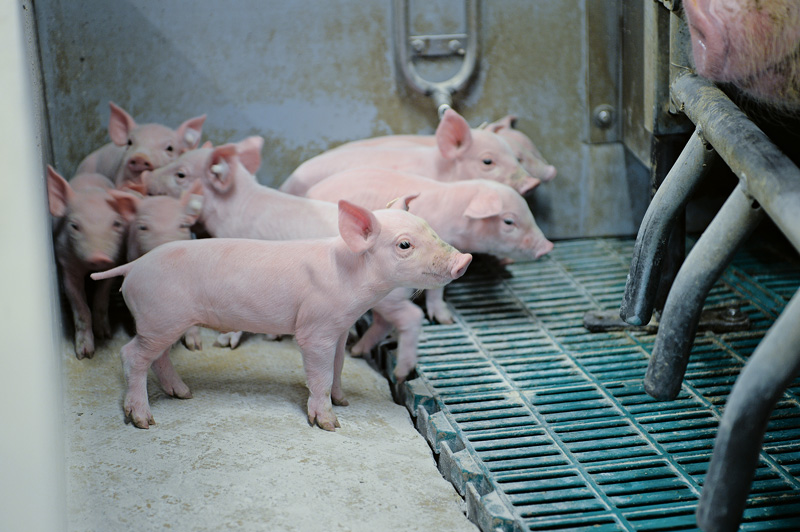 Tierarztvorbehalt für Isofluran-Narkose soll fallen