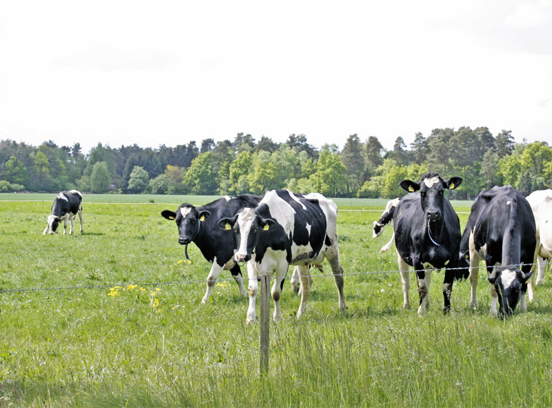 Jakobskreuzkraut mag keinen Stickstoff