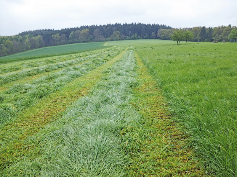 Robust und ertragreich, aber schwächerer Futterwert