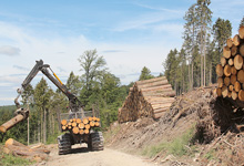 Holz im Überfluss