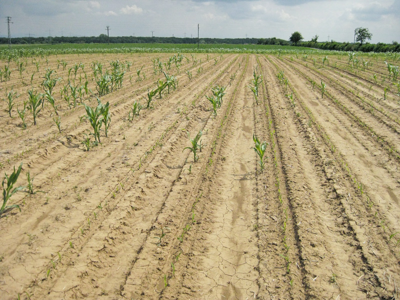 Der vorerst letzte Mais mit Insektizid-Beize steht im Feld