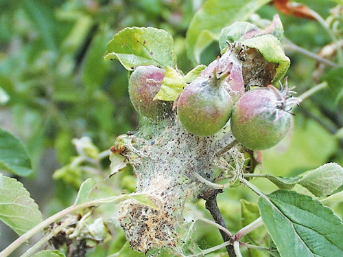 Gespinstmotte an Apfel