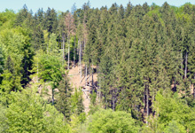 Es muss mehr getan werden für unsere Wälder