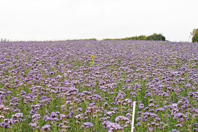 Blüten statt Brachen