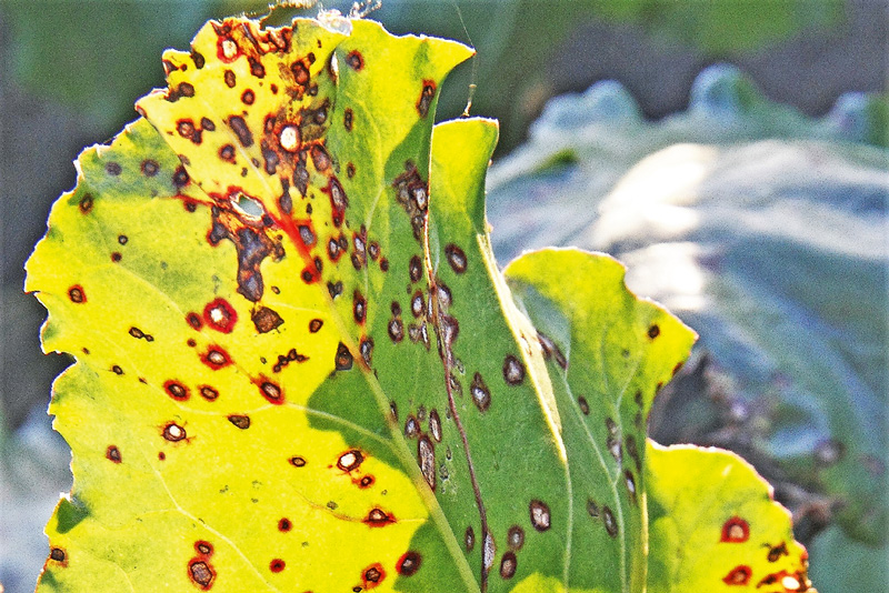 Cercospora ist die bestimmende Krankheit