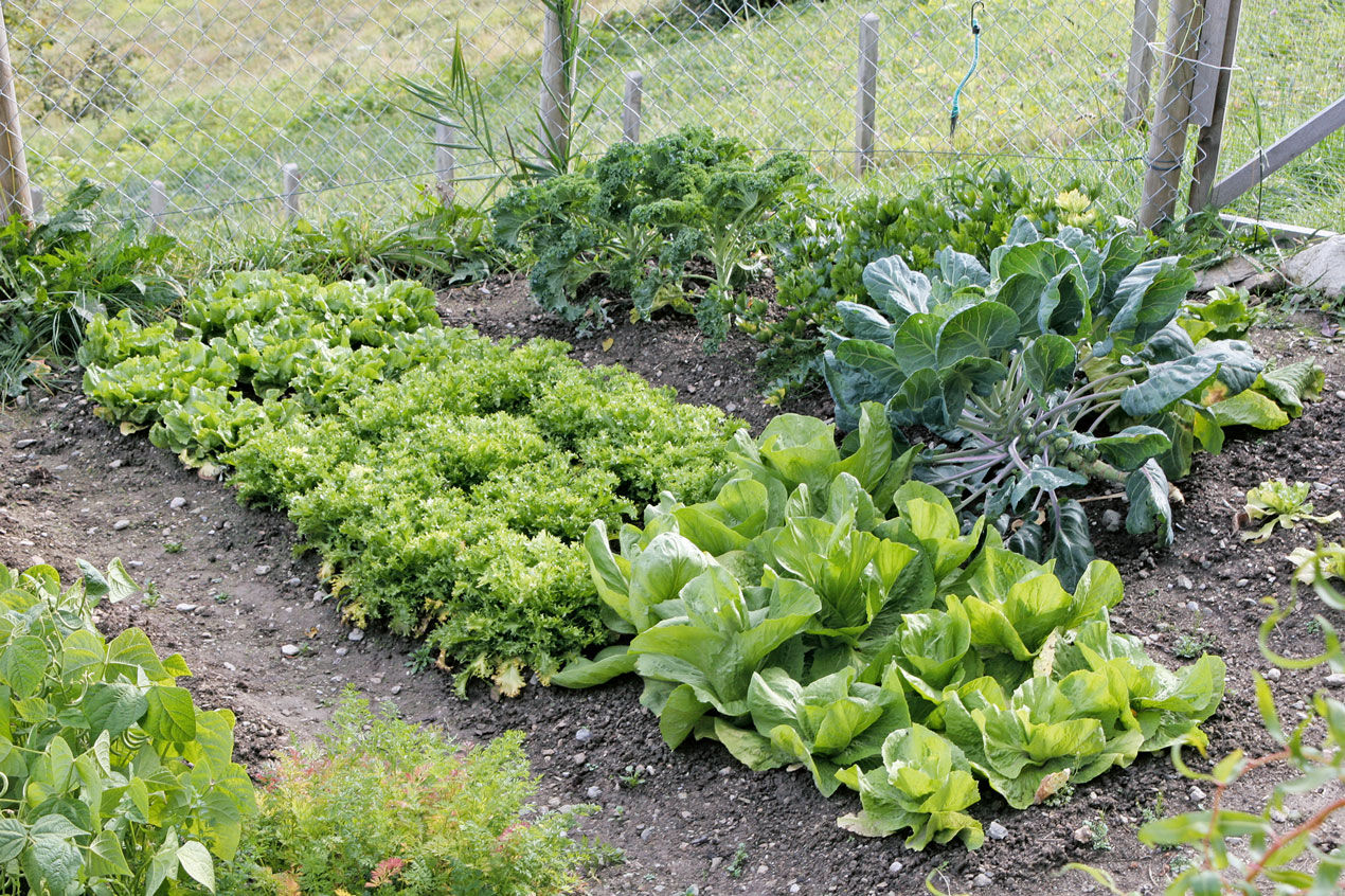 Späte Ernte im Bauerngarten