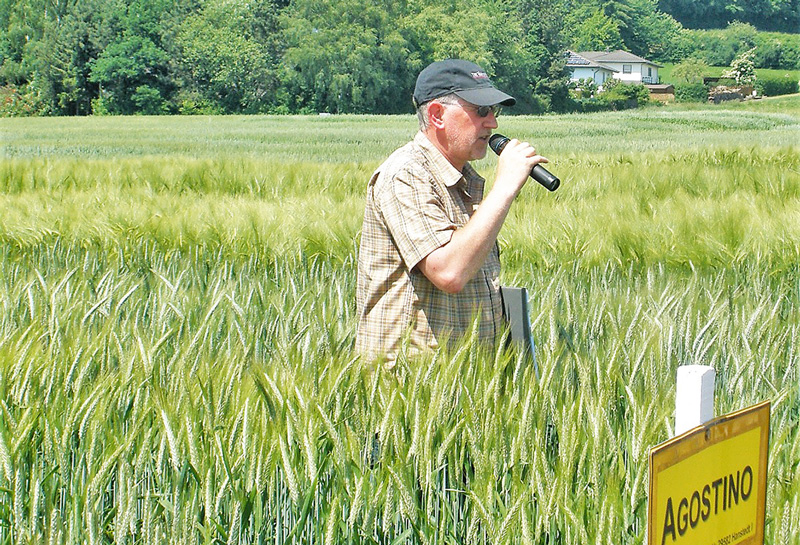 Spitzenerträge bei Öko-Triticale