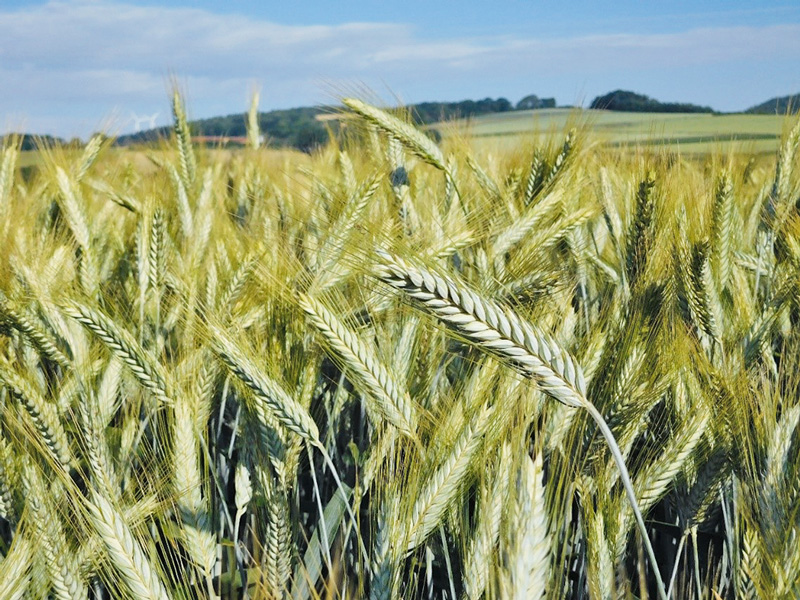 Die Pflanzenschutzintensität in Wintertriticale steigt