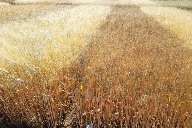 Inzwischen wird mehrheitlich Winterdurum angebaut