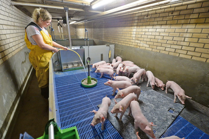 Länder geben grünes Licht für Isoflurannarkose