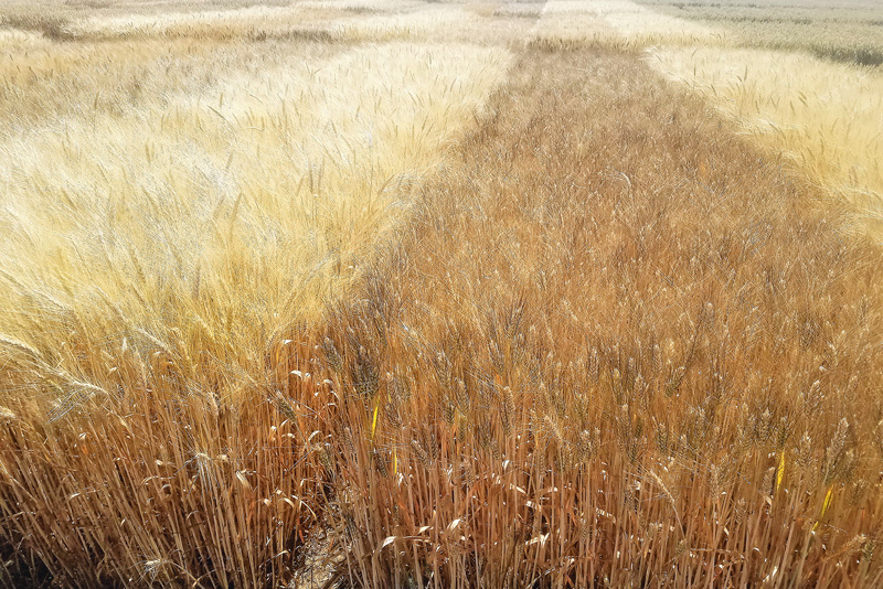 Inzwischen wird mehrheitlich Winterdurum angebaut