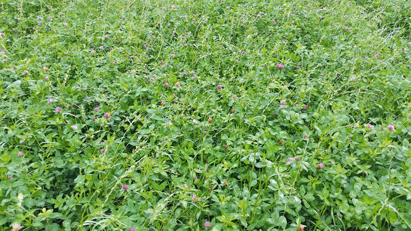 Herbe Ertragseinbußen auch in Rheinland-Pfalz
