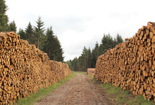 Käferholz dominiert weiterhin den Holzmarkt