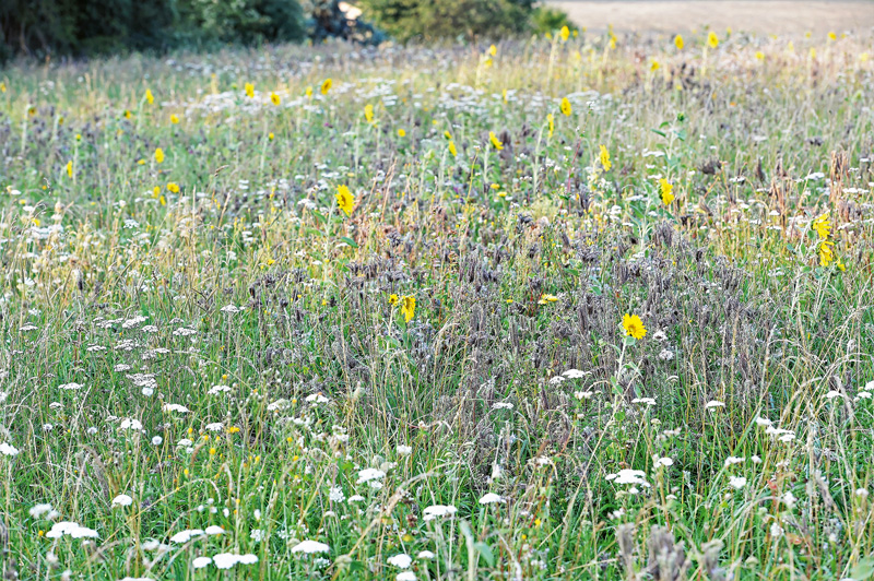 Mehr Vielfalt im Feld sinnvoll integrieren