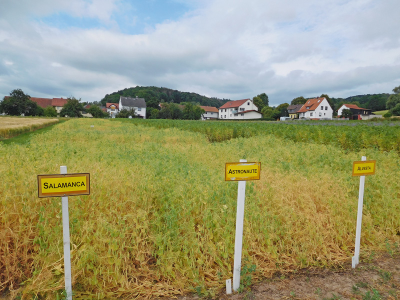 Körnerleguminosen mit nur schwachen Proteingehalten