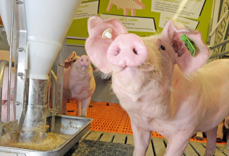 Schweine- und Geflügelhaltung auf der landwirtschaftlichen Woche
