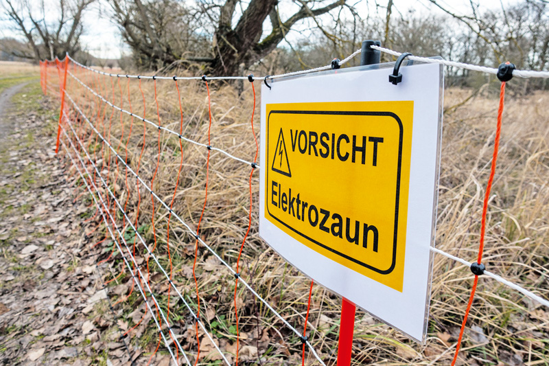 Afrikanische Schweinepest in Polen kurz vor der deutschen Grenze