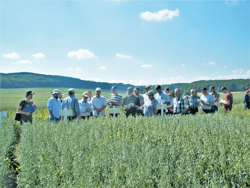 Landessortenversuche Hafer im Öko-Anbau