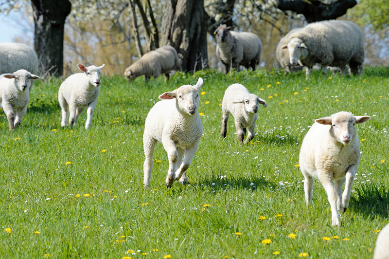 Homöopathie zur Geburt bei Schafen und Ziegen