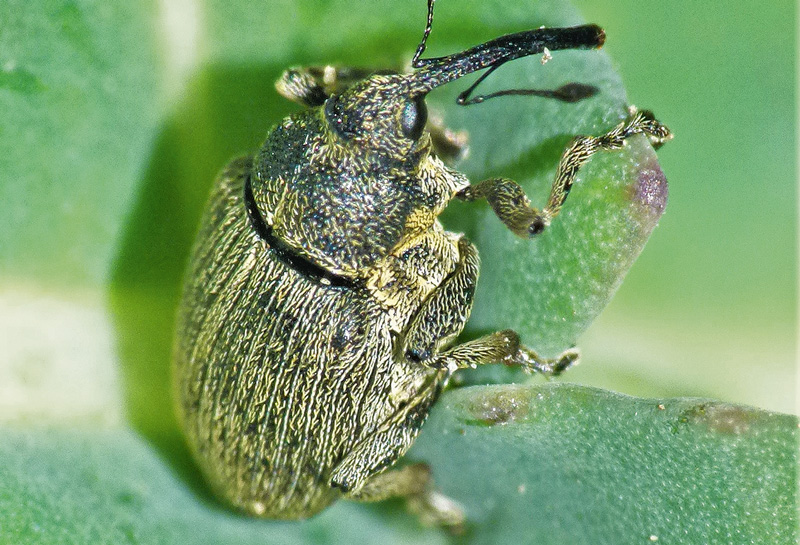 Frühjahrsschädlinge vor der Rapsblüte – worauf ist zu achten?