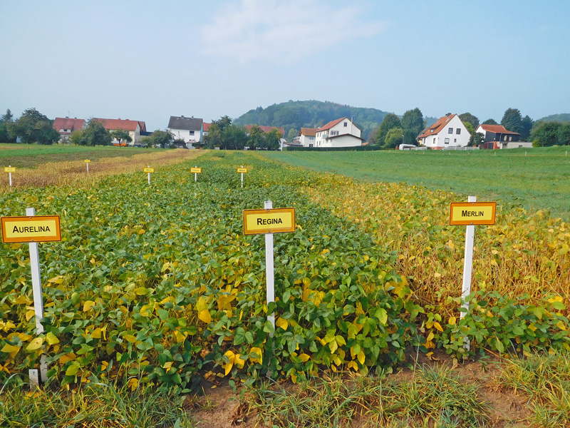 LSV Sojabohne 2019 und Sortenempfehlungen zur Aussaat 2020