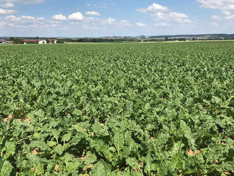 Phytosanitäre Düngungsstrategie 2020 mit Kalkstickstoff