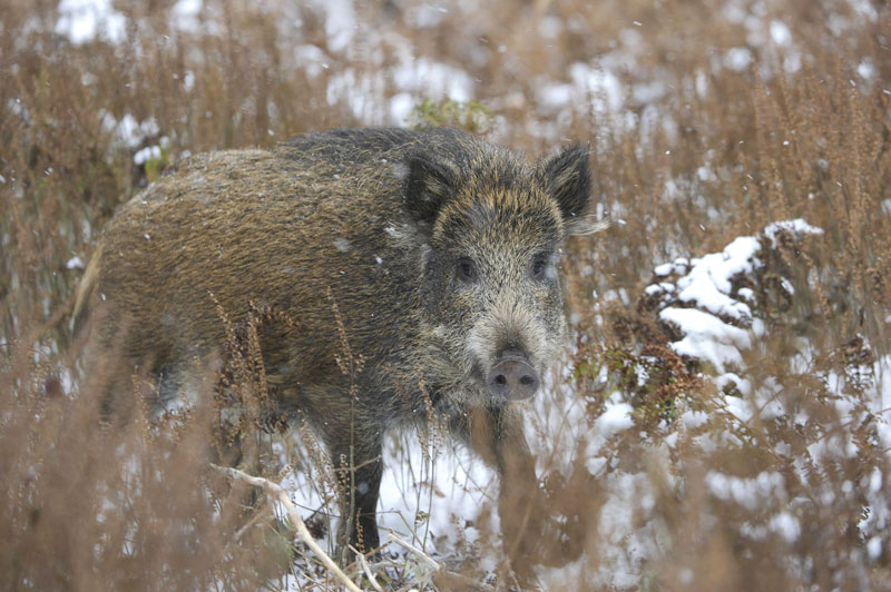 Elektro- und Duftzaun gegen Afrikanische Schweinepest