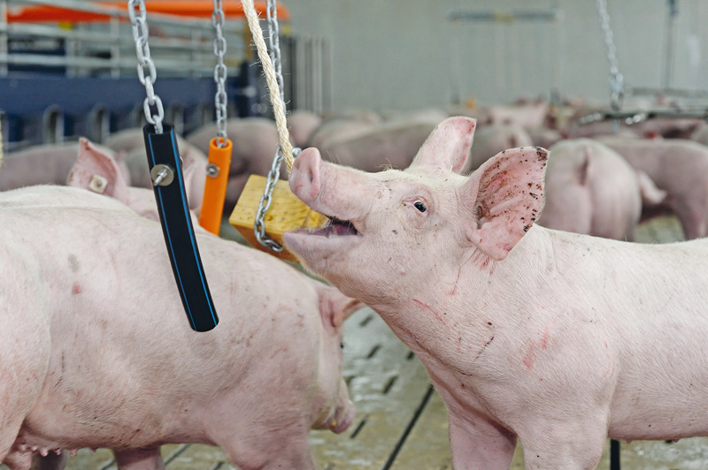 Ohrenverletzungen können kaum verhindert werden