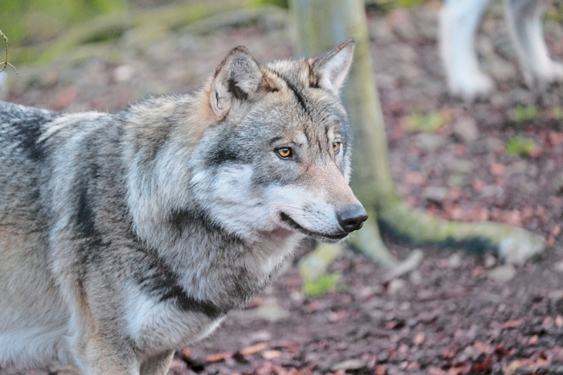 „Der Wolf ist keine bedrohte Tierart“