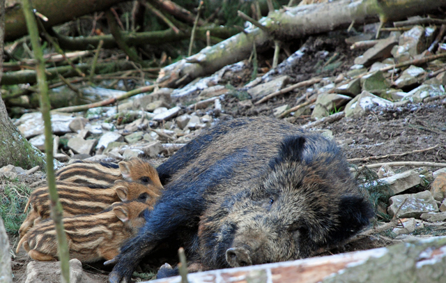 lw-heute.de – Schwarzwild und die Jagdverpachtung | Schwarzwild und die