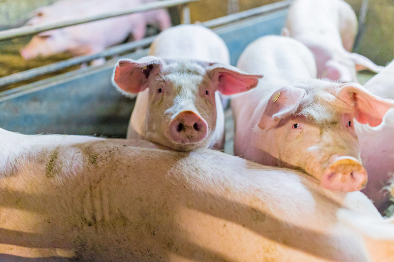 Schlachtschweinemarkt hat sich gedreht