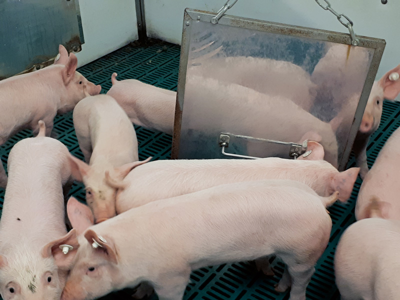 Spiegel werden von Schweinen zur Beschäftigung genutzt