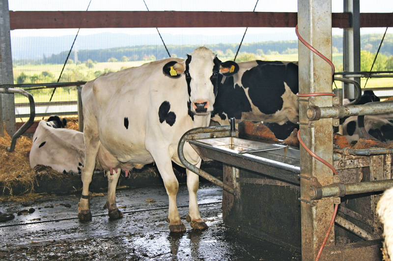 Wasser marsch im Milchviehstall