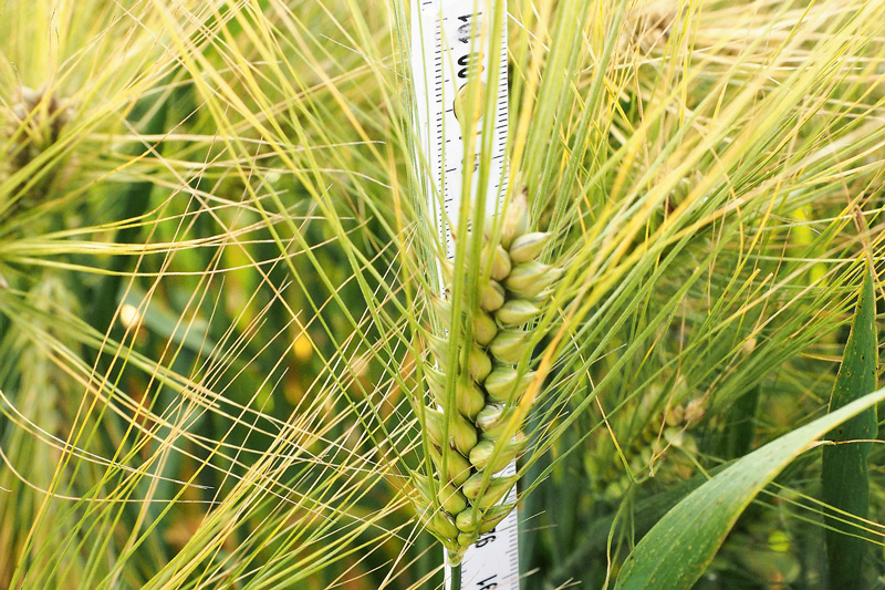 Wachstumsreglereinsatz im Wintergetreide