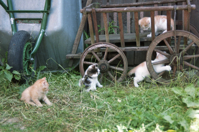 Lw Heute De Katzen Mit Unbeaufsichtigtem Freilauf Sollte Man