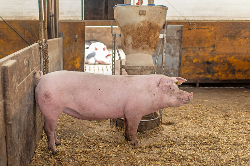 Mehr als doppelte Kosten in der Schweinehaltung