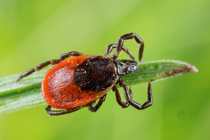 Zecken übertragen FSME und Borreliose