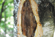 Trockenheit, Schädlinge und Pilze schwächen den Wald