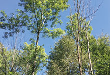 Dann setzen dem Wald auch noch Schädlinge und Pilze zu