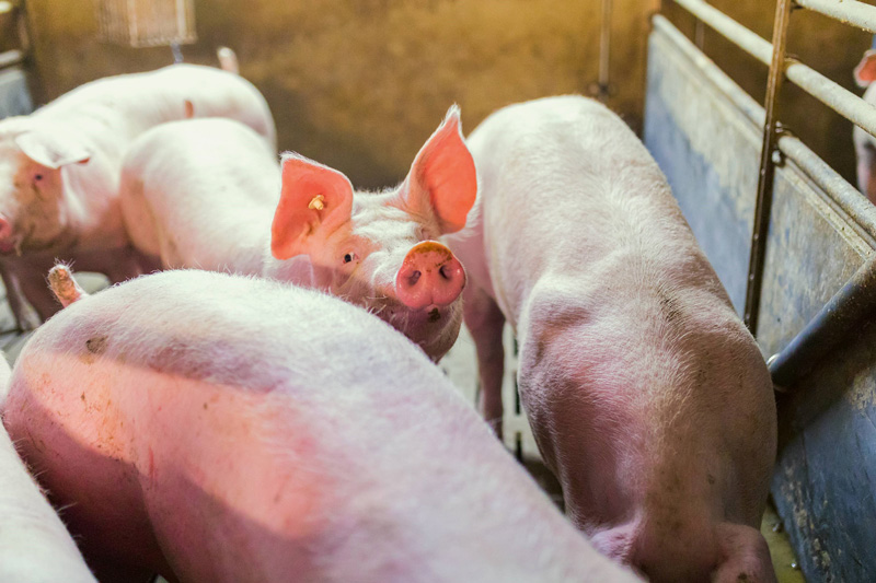 Keine Überhänge am deutschen Schlachtschweinemarkt