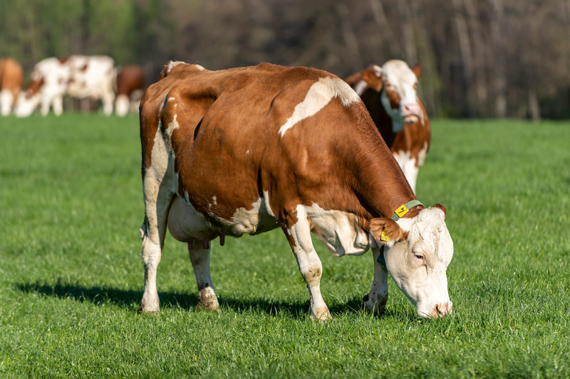 Erstversorgung von Wunden beim Rind