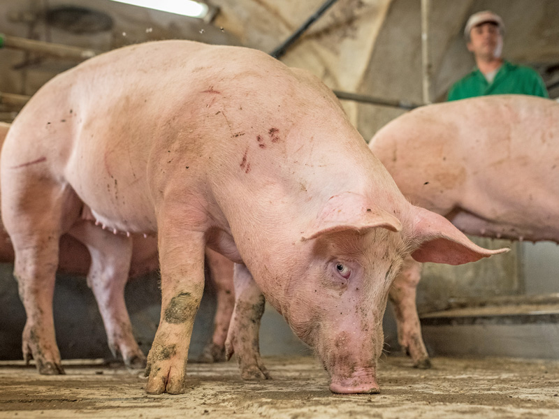 Ausgeglichener Schweinemarkt trotz Feiertag